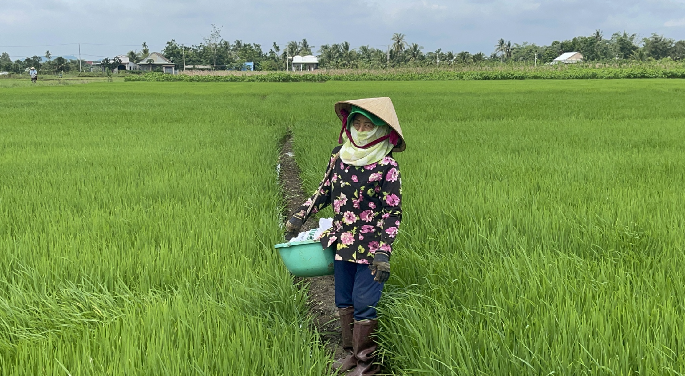 người dân trồng lúa ở Đồng Nai